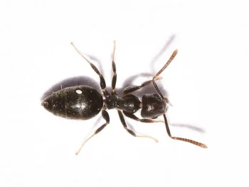 White footed ant on a white background. Ant removal services with Griffin Pest Solutions in Michigan