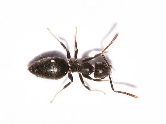 White footed ant on a white background. Ant removal services with Griffin Pest Solutions in Michigan