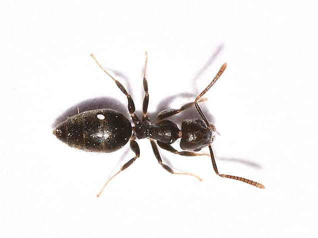 White footed ant on a white background. Ant removal services with Griffin Pest Solutions in Michigan