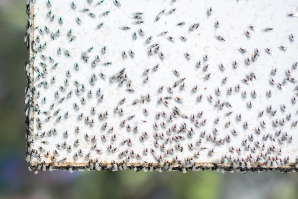 why do flying ants show up in Michigan every fall around Labor day?