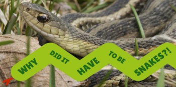 why did it have to be snakes?