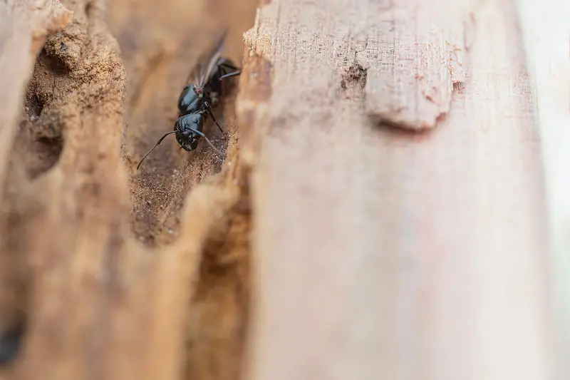 A macro closeup of a black, winged carpenter ant