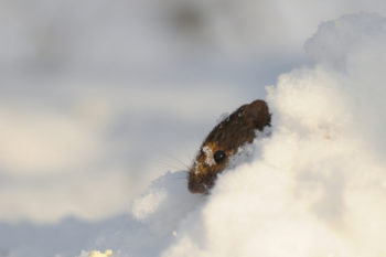 Mouse in snow