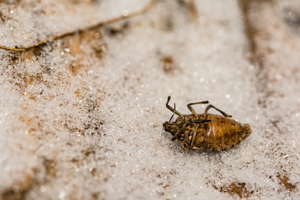 Stink bug during winter