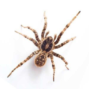 Wolf Spider identification in Kalamazoo |  Griffin Pest Solutions