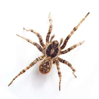 A wolf spider on a white background