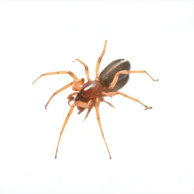 A woodlouse spider on a white background