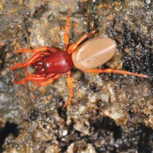 Woodlouse Spider identification in Kalamazoo |  Griffin Pest Solutions
