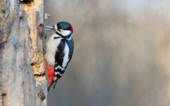 woodpecker eats ants in a tree - one of several animals that eat ants in michigan