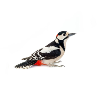 A woodpecker on a white background