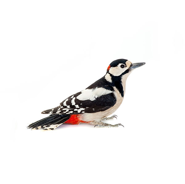 Woodpecker identification in Kalamazoo |  Griffin Pest Solutions