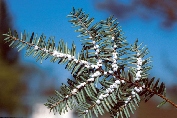wooly adelgid on a pine tree