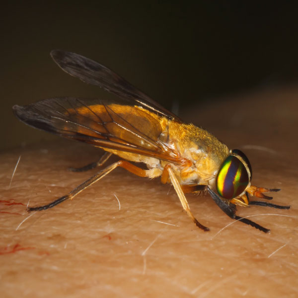 Yellow Fly identification in Kalamazoo |  Griffin Pest Solutions