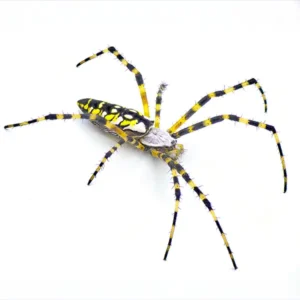 Yellow Garden Spider identification in Kalamazoo |  Griffin Pest Solutions