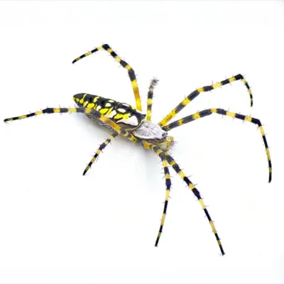 A yellow garden spider on a white background