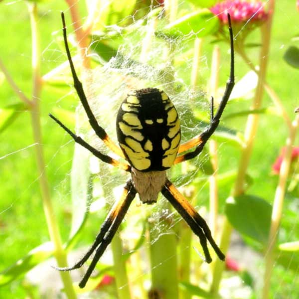 Yellow Garden Spider identification in Kalamazoo |  Griffin Pest Solutions