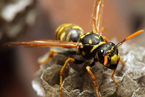 Yellow jacket in Michigan