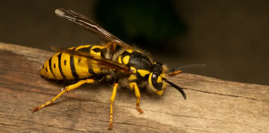 yellow jacket perched on a wooden board in Michigan - Griffin teaches you how to tell the difference from wasps