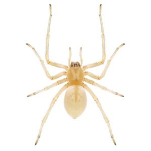 Sac Spider identification in Kalamazoo |  Griffin Pest Solutions