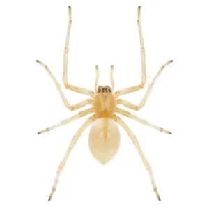 Sac Spider identification in Kalamazoo |  Griffin Pest Solutions