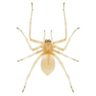 A sac spider on a white background