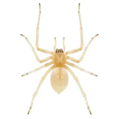 A sac spider on a white background