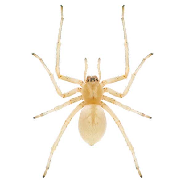 Sac Spider identification in Kalamazoo |  Griffin Pest Solutions