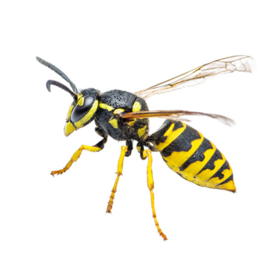 A yellowjacket on a white background